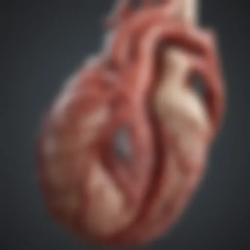 Anatomy of coronary arteries