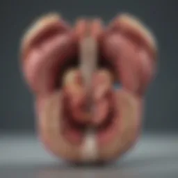 Illustration depicting the anatomy of a dog's digestive system