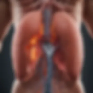 The Role of the Liver in Metabolism Illustration depicting liver function