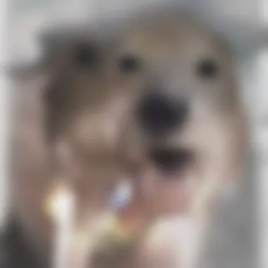 Neurological Assessment of Dogs Veterinarian examining a dog for neurological symptoms