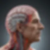 Illustration depicting the brain with highlighted motor pathways affected by hemiparetic migraine.