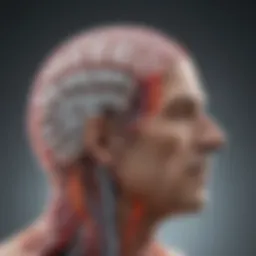 Illustration depicting the brain with highlighted motor pathways affected by hemiparetic migraine.