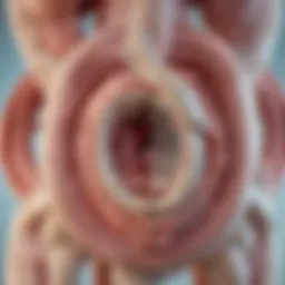 Illustration of mitral valve anatomy and function