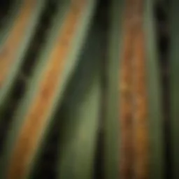 Close-up of Northern Corn Leaf Blight lesions on maize leaves