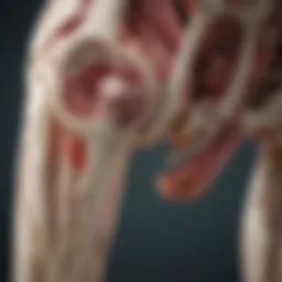 Illustration depicting the anatomical structure of joints affected by osteoarthritis