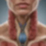 Detailed diagram of thyroid gland anatomy