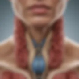 Detailed diagram of thyroid gland anatomy