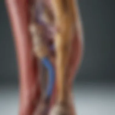 Anatomical Connections: Sciatica and Ankle Anatomical diagram showing the connection between the sciatic nerve and the ankle