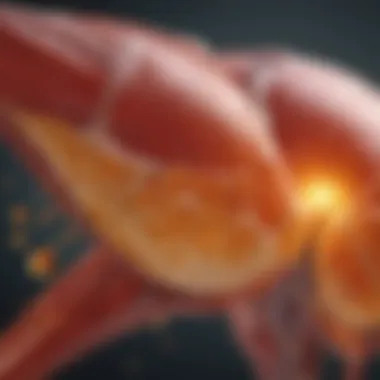 Diagram illustrating vitamin D metabolism in the liver